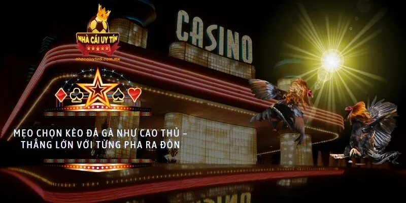 Mẹo chọn kèo đá gà như cao thủ – thắng lớn với từng pha ra đòn